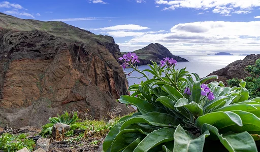 View from a Madeira viewpoint showing vibrant purple Madeira Pride flowers in the foreground and dramatic volcanic sea cliffs in the background.
